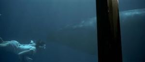 swimming with whales