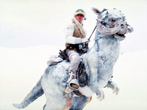 taun taun